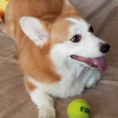 Corgi~