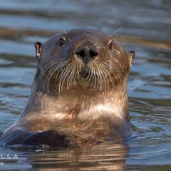 lil sea otter