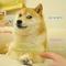 DOGE