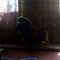 Sanek