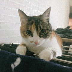 Ximon