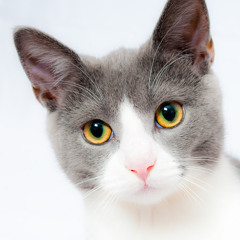 cat meme