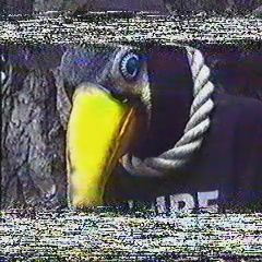 GLOOMSOUNDS // GLOOM 大嘴鳥