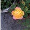 Thuy Dung 36
