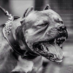 pitbull for life