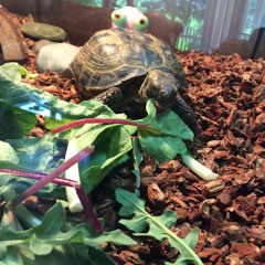 AJ Turtle Productions