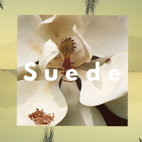 SUEDE COLLECTIVE’s avatar