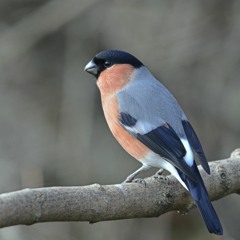 Krzysztof Żebrowski