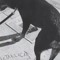 straydog