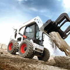 bobcat