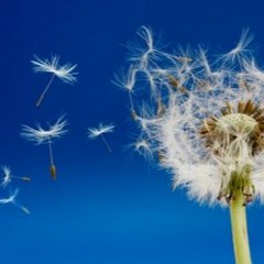 BOOSTeblume