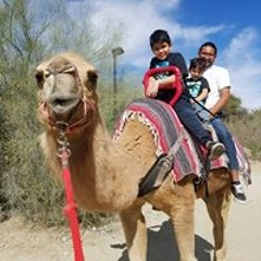 camel