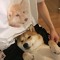 Yoonshiba