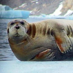 Bearded Seal