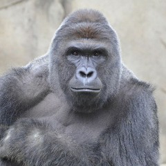 harambae