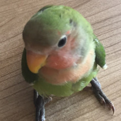 Hotline Miami 2 Wrong Number Soundtrack - She Swallowed Burning Coals