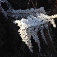 vanya lambrecht ward