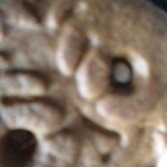 traquinas