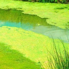 Bluegreen Alga