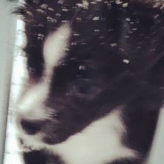 theresa 🦎🦎🏳️‍🌈