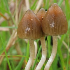 AfionFada