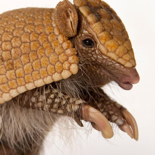 Awesome Armadillo’s avatar