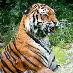 Inderveer Singh