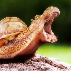 Hippopotachris