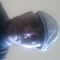 Tate Jamol