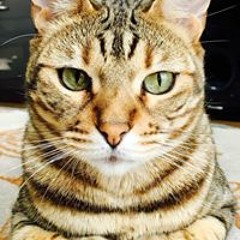 焼き プリン