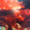 THEHYPEPLAYER_YT PLAYZ