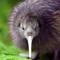 Sr. Kiwi