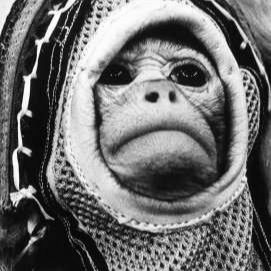 sentientsimian podcast artwork