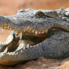 crocodile d'Italie
