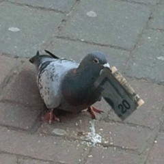 pigeon
