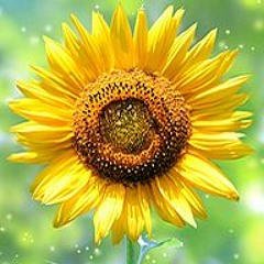 güzeller içinde bir seni seçtim