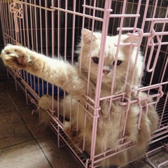 Rifda Afifah Ayu