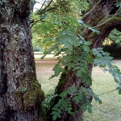 eugenia