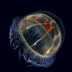 Michael Witte Darkhouse Records