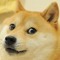 Doge Guy