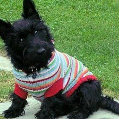 Sharon Phillips Schreiber