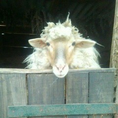 Themanwho Stareatgoats