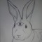 Tattered Rabbit