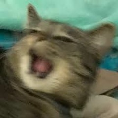 (ﾉ≧∇≦)ﾉ ﾐ ┸━┸