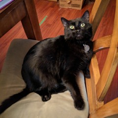 Catdroid