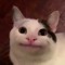 polite catto