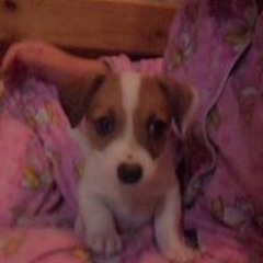 Missy Jefferies-Hopson