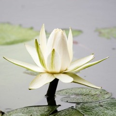 Chicago Zen Meditation Community