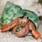 Wandering Hermit Crab