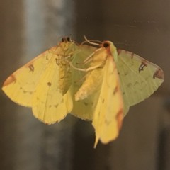 dedalus Zoyd